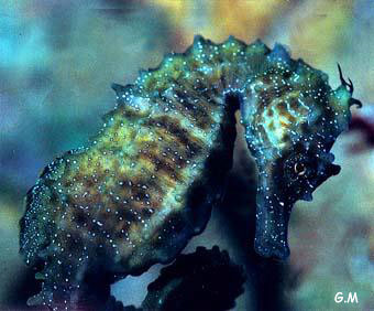 photo de l'hippocampe moucheté, Hippocampus ramulosus
